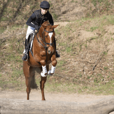 Trakehner Breeder's Market 2025